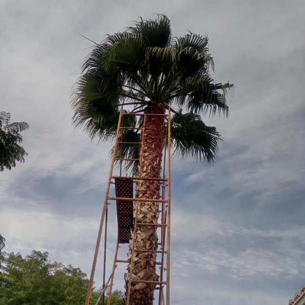 Poda em Altura