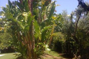 manutencao_de_jardins66 manutencao_de_jardins66